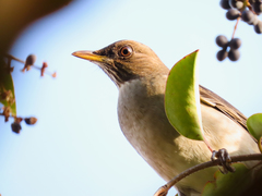 Turdus amaurochalinus