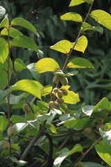 Actinidia eriantha