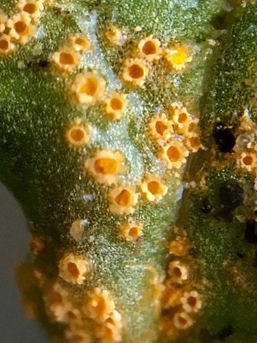Groundsel crown rust
