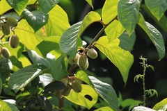 Actinidia eriantha