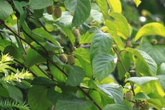 Actinidia eriantha