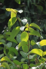 Actinidia eriantha