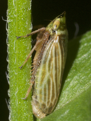 Aphrodes makarovi