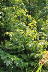 Actinidia eriantha