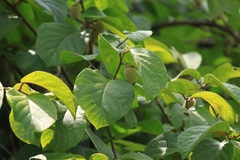 Actinidia eriantha