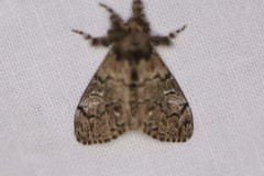 Dasychira plagiata