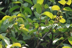 Actinidia eriantha