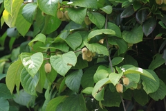 Actinidia eriantha