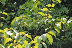 Actinidia eriantha
