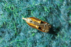 Acleris cristana