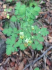 Thalictrum grandifolium