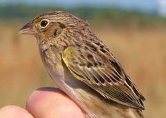 Ammodramus savannarum pratensis