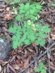 Thalictrum grandifolium