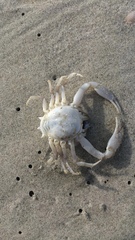 Persephona aquilonaris