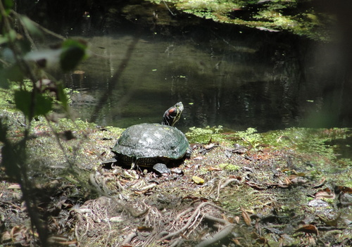 photo of Red-eared Slider (Trachemys scripta elegans)