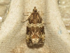 Olethreutes valdanum