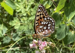 Speyeria coronis halcyone