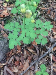 Thalictrum grandifolium
