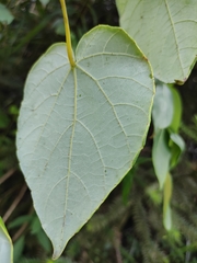Vitis chunganensis