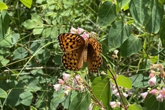 Speyeria coronis halcyone