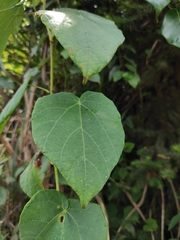 Vitis chunganensis
