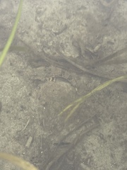 Chitonotus pugetensis