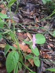 Pinaropappus junceus