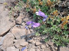 Penstemon davidsonii praeteritus