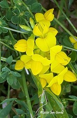 Lotus corniculatus