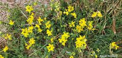 Lotus corniculatus
