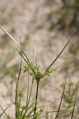 Cyperus grayi