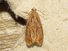 Olethreutes nitidana