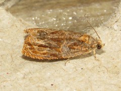 Olethreutes nitidana