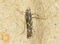 Parectopa pennsylvaniella