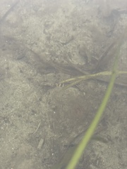 Chitonotus pugetensis