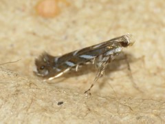 Parectopa pennsylvaniella