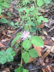 Pinaropappus junceus