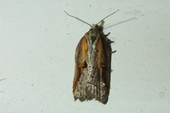 Acleris cristana