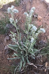 Oreocarya suffruticosa