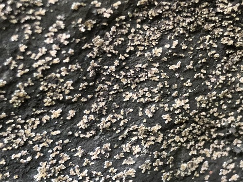 black-bordered shingle lichen
