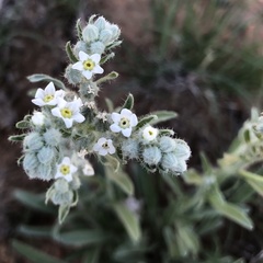 Oreocarya suffruticosa