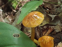 Gliophorus perplexus