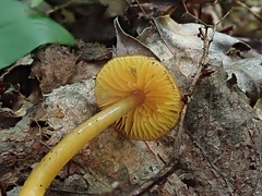 Gliophorus perplexus