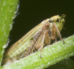 Aphrodes makarovi