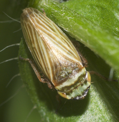 Aphrodes makarovi