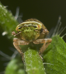 Aphrodes makarovi