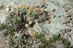 Eriogonum kingii