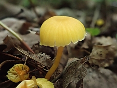 Hygrocybe parvula