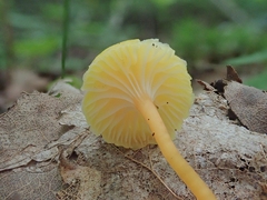 Hygrocybe parvula