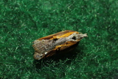 Acleris cristana
